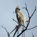 Image of Colius colius colius (Linnaeus 1766)