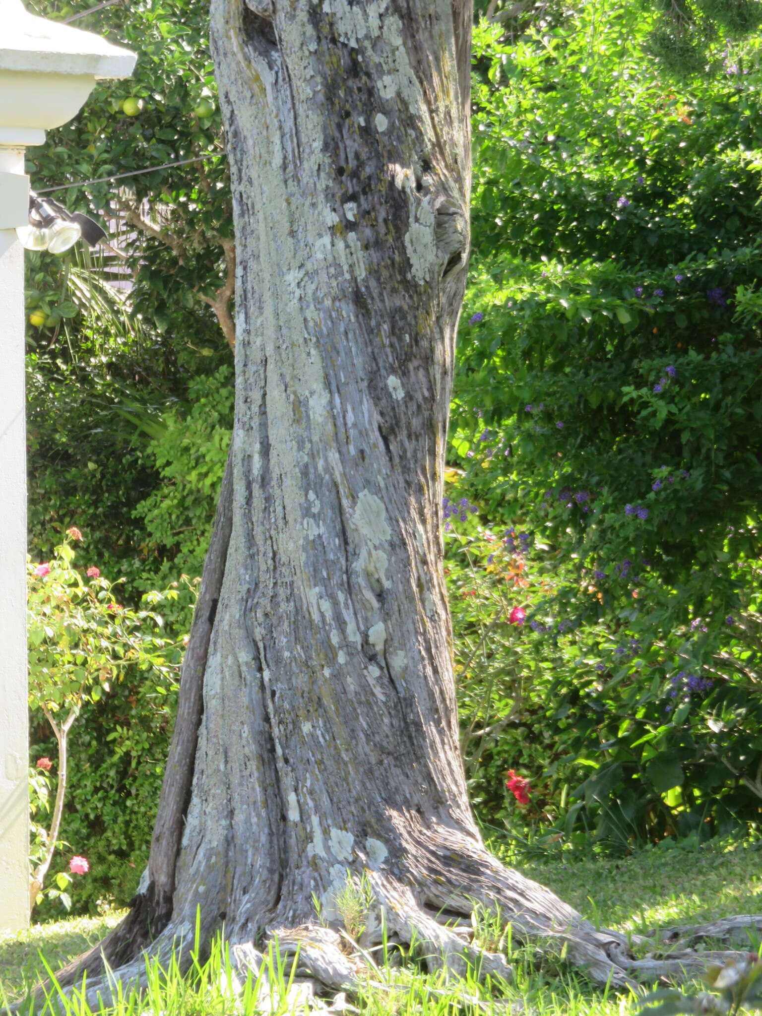 Image of Bermuda Cedar