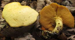 Image of Suillus subaureus (Peck) Snell 1944