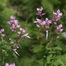 Image de Syncolostemon rugosifolius (M. Ashby) D. F. Otieno