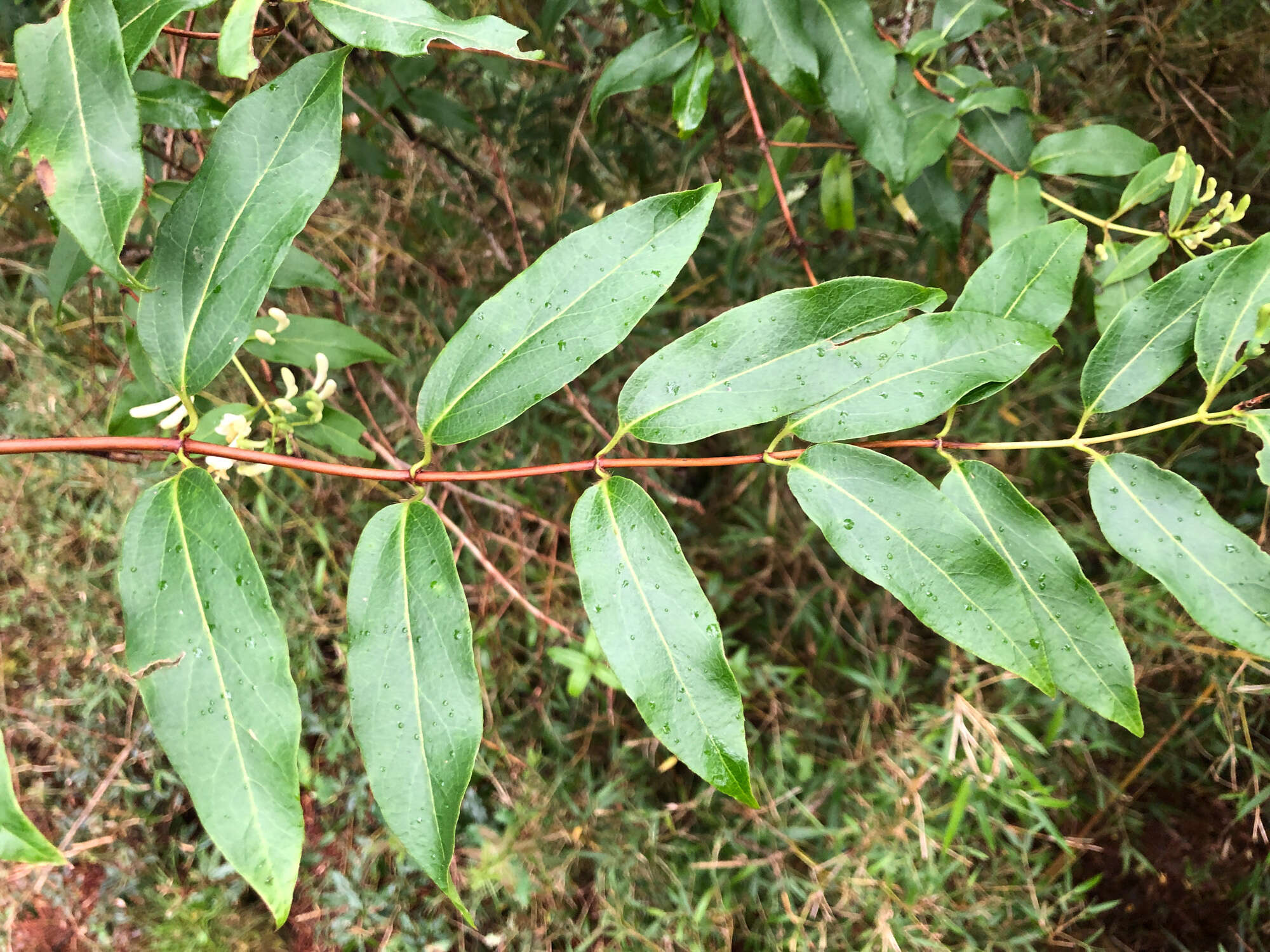 Image de Lonicera acuminata Wall.