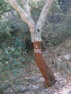 Image of Cork Oak