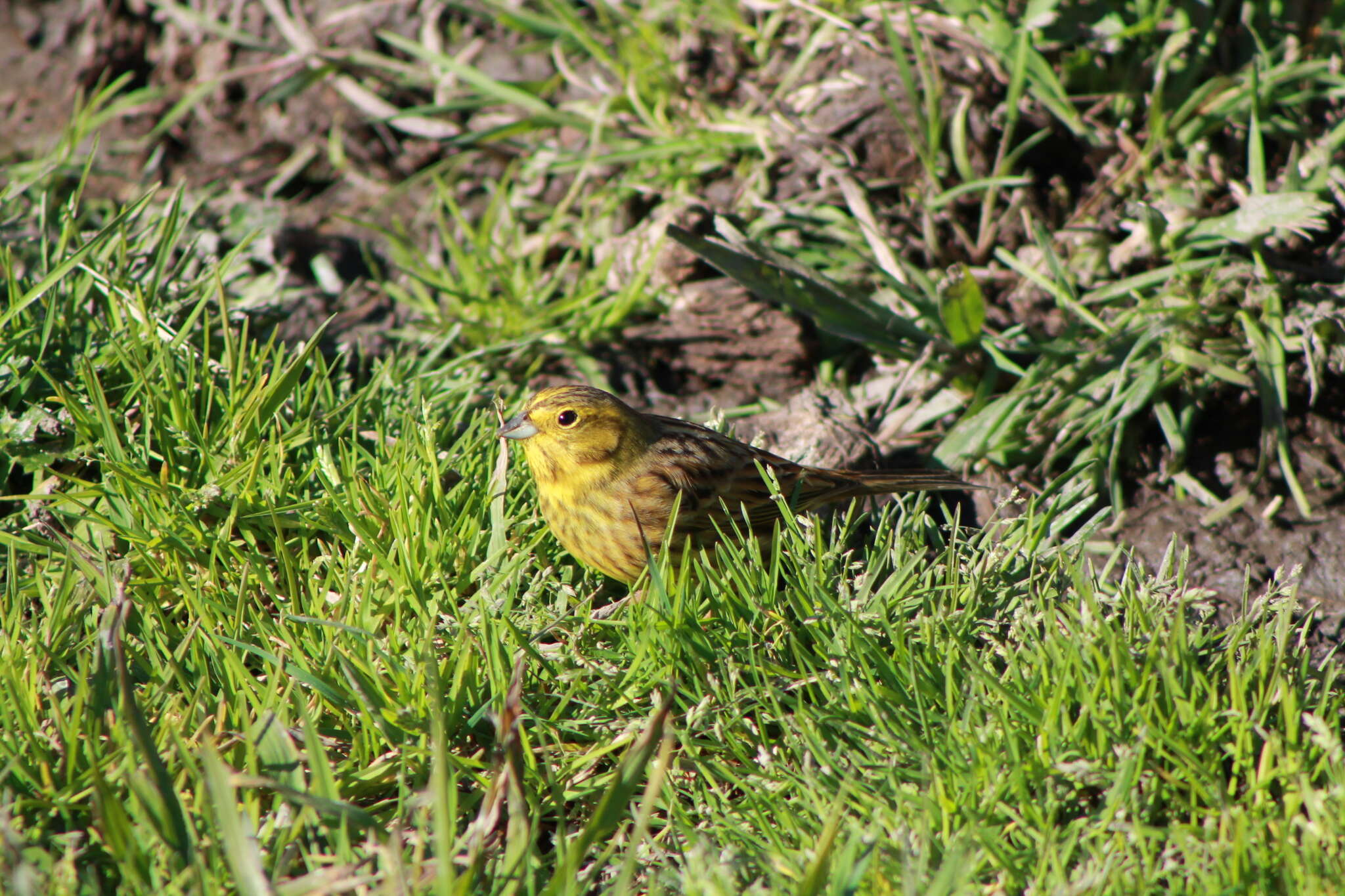 Image of Emberiza citrinella caliginosa Clancey 1940