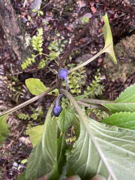 صورة Lobelia physaloides A. Cunn.