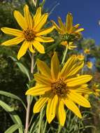 Image of Nuttall's sunflower