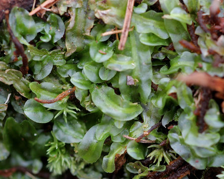 Image of Veilwort