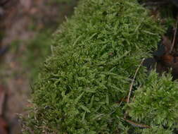 Image of hypnum moss