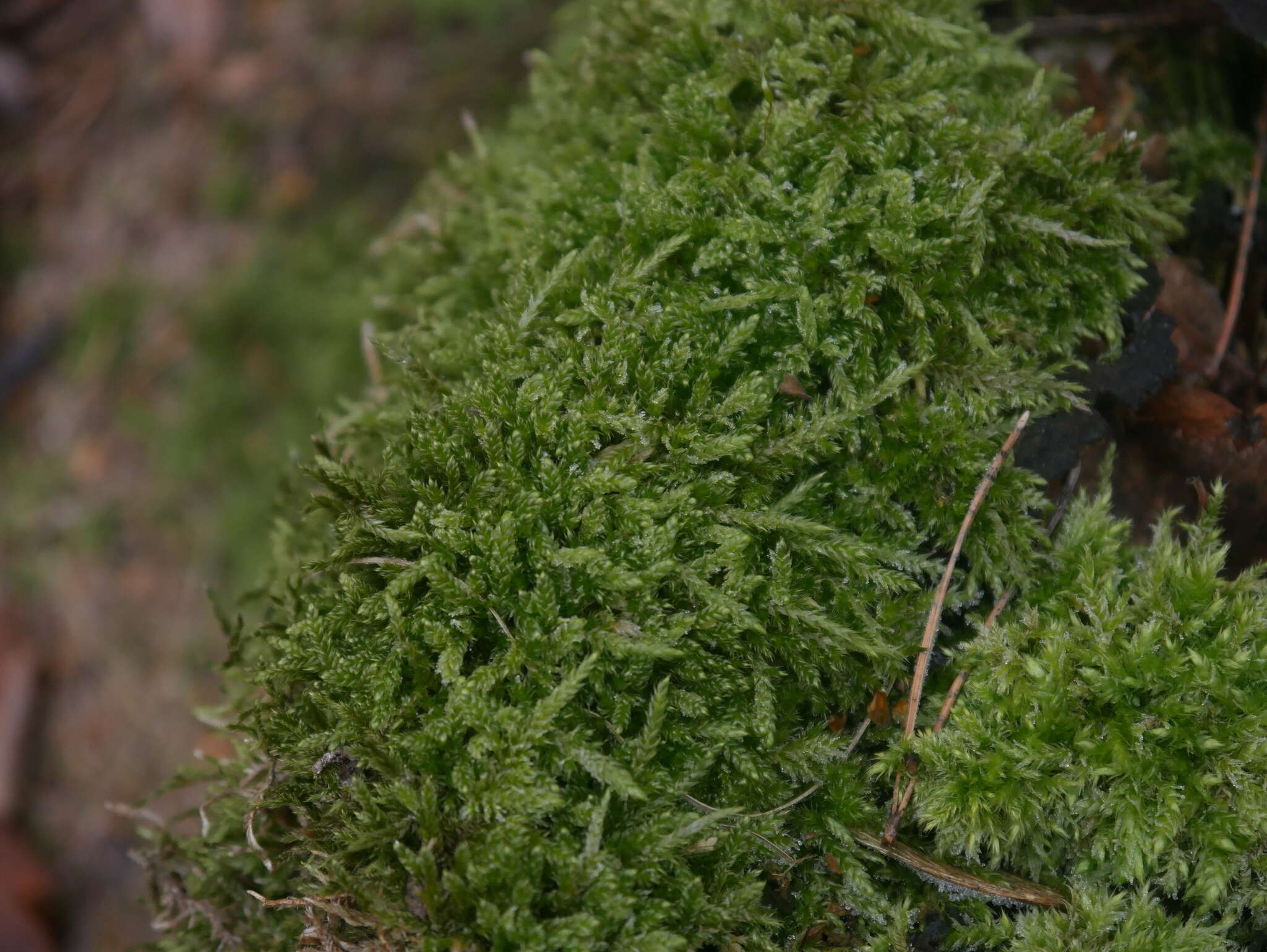 Image of hypnum moss