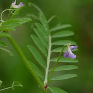 Image of Louisiana vetch