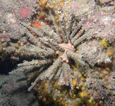 Image of blade-tipped tiara-urchin