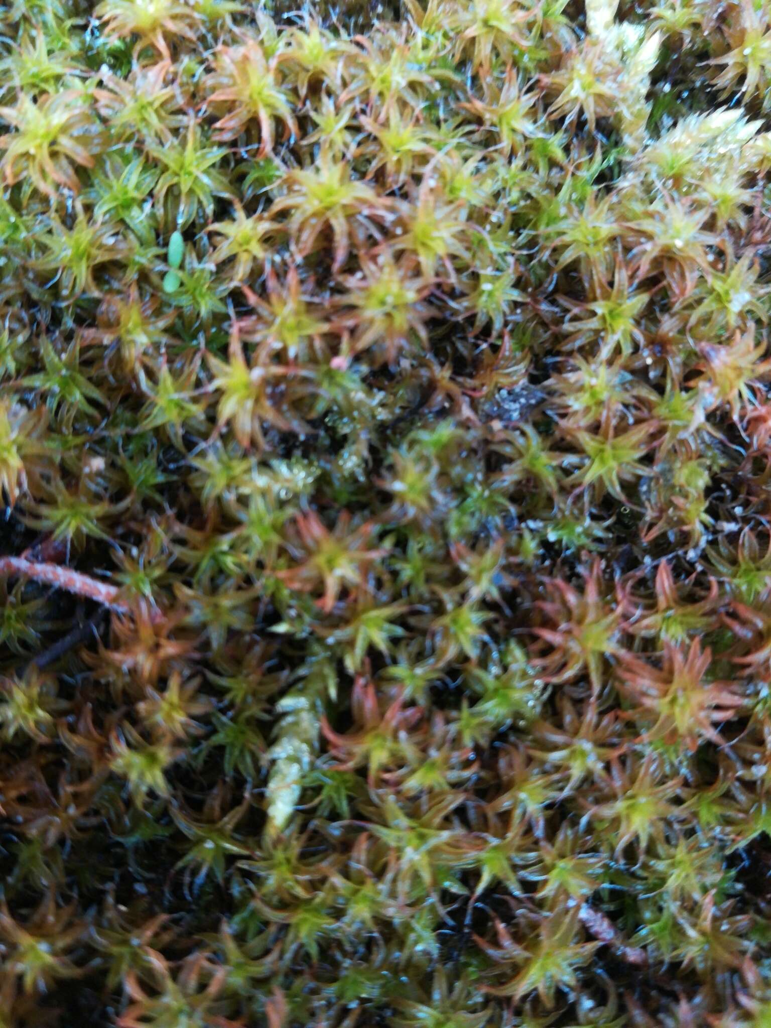 Image of great hairy screw-moss