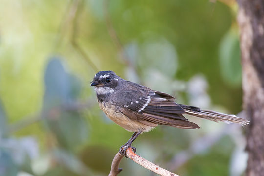 Image of Gray Fantail