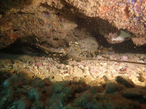 Image of Ornate Spiny Lobster