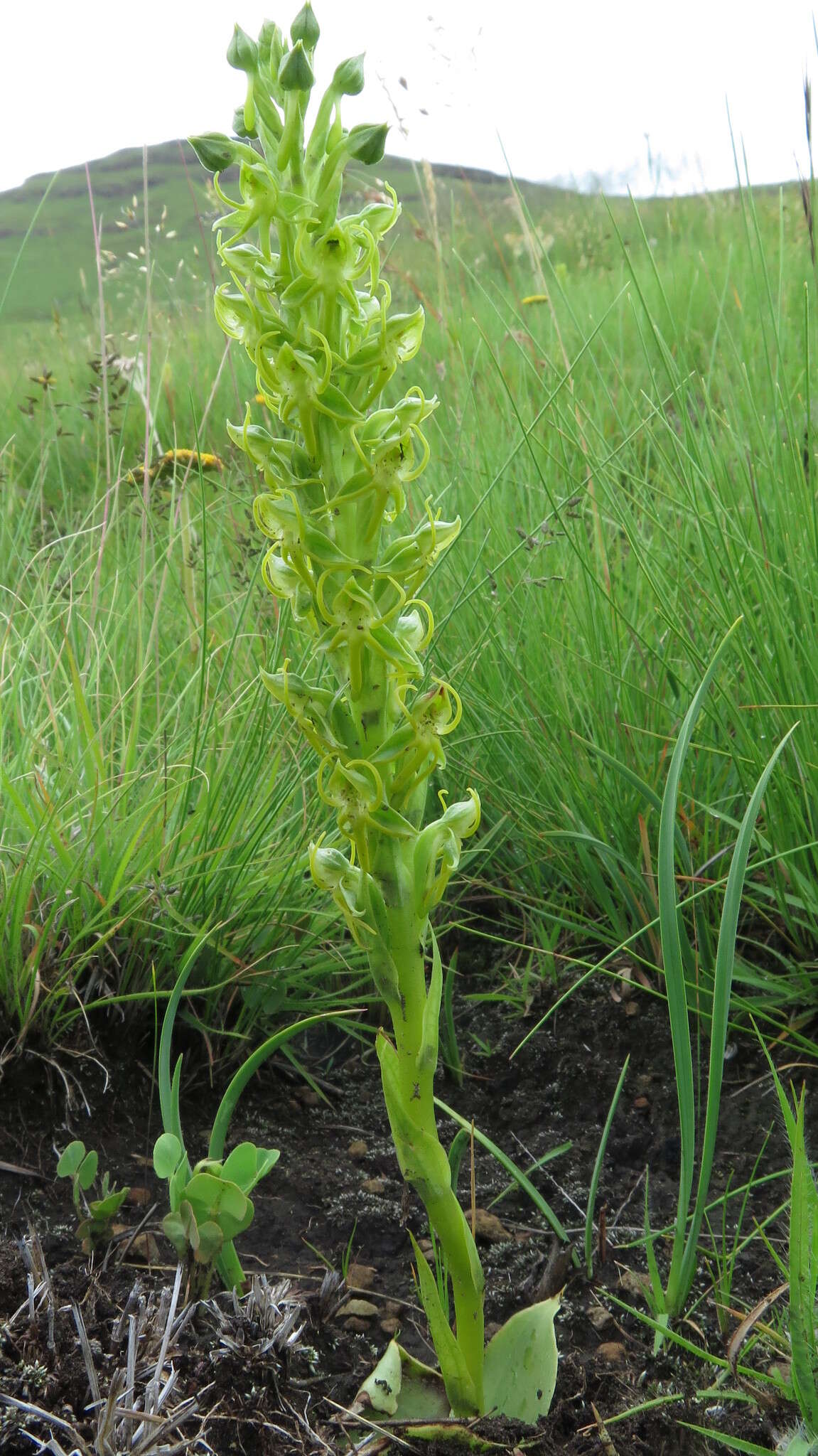 Слика од Habenaria lithophila Schltr.