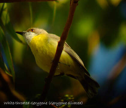 Imagem de Gerygone olivacea (Gould 1838)