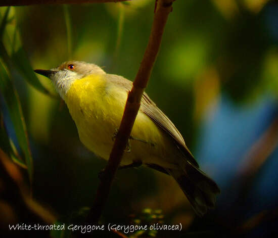 Image of White-throated Gerygone