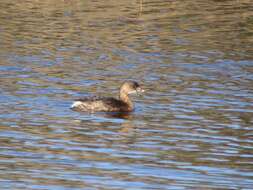 Image of Podilymbus podiceps podiceps (Linnaeus 1758)