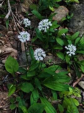 Marshallia obovata (Walt.) Beadle & F. E. Boynt.的圖片