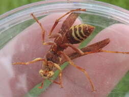 Image of Polistes apachus de Saussure 1857