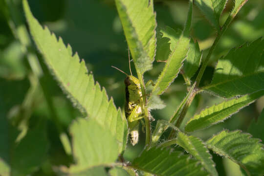 Слика од Melanoplus gracilis (Bruner & L. 1876)