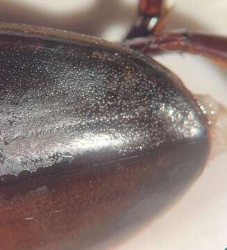 Image of Giant green water beetle