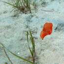 Image of bat-wing sea-slug