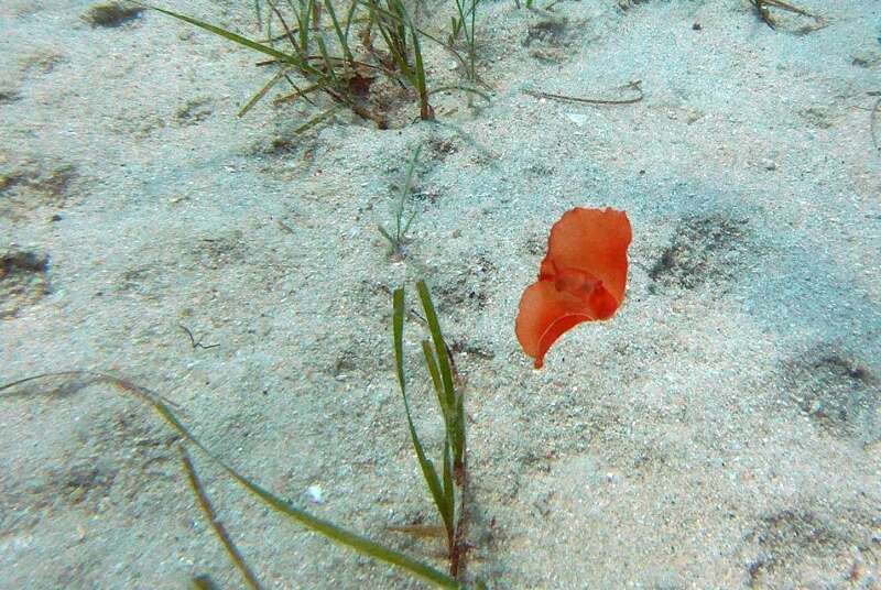 Image of bat-wing sea-slug