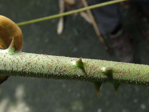 Image of Smilax aspericaulis Wall. ex A. DC.