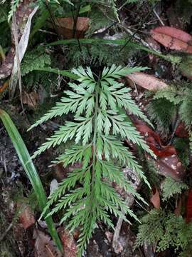 Image of Asplenium subflexuosum Rosenst.