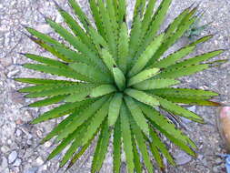 Agave macroacantha Zucc. resmi