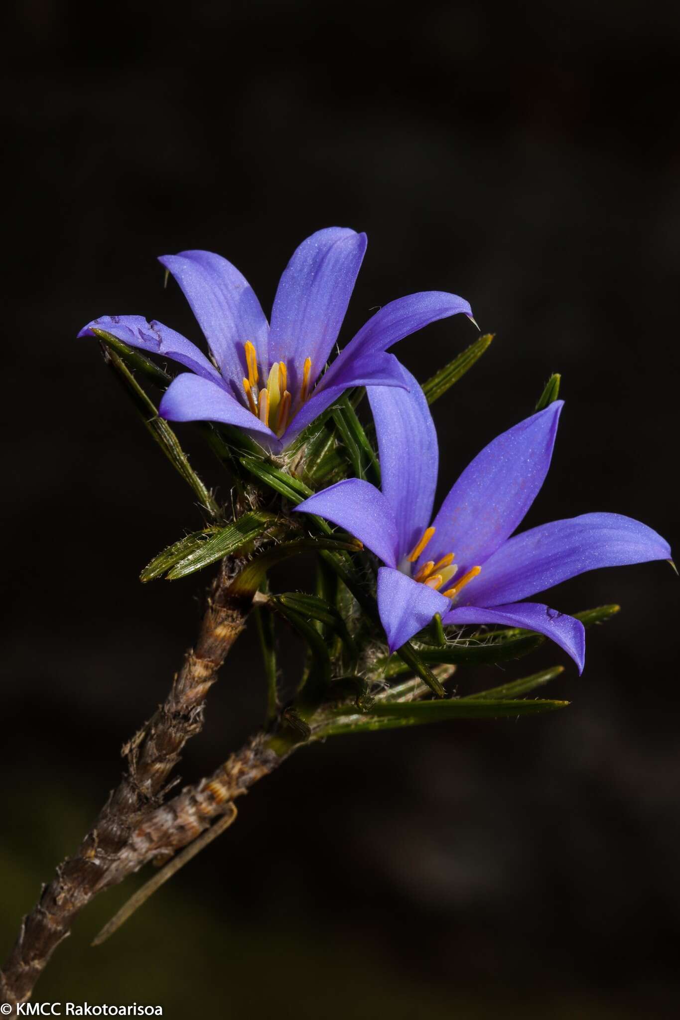 Image of Xerophyta sessiliflora Baker