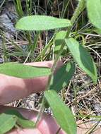 Image of largeflower aster