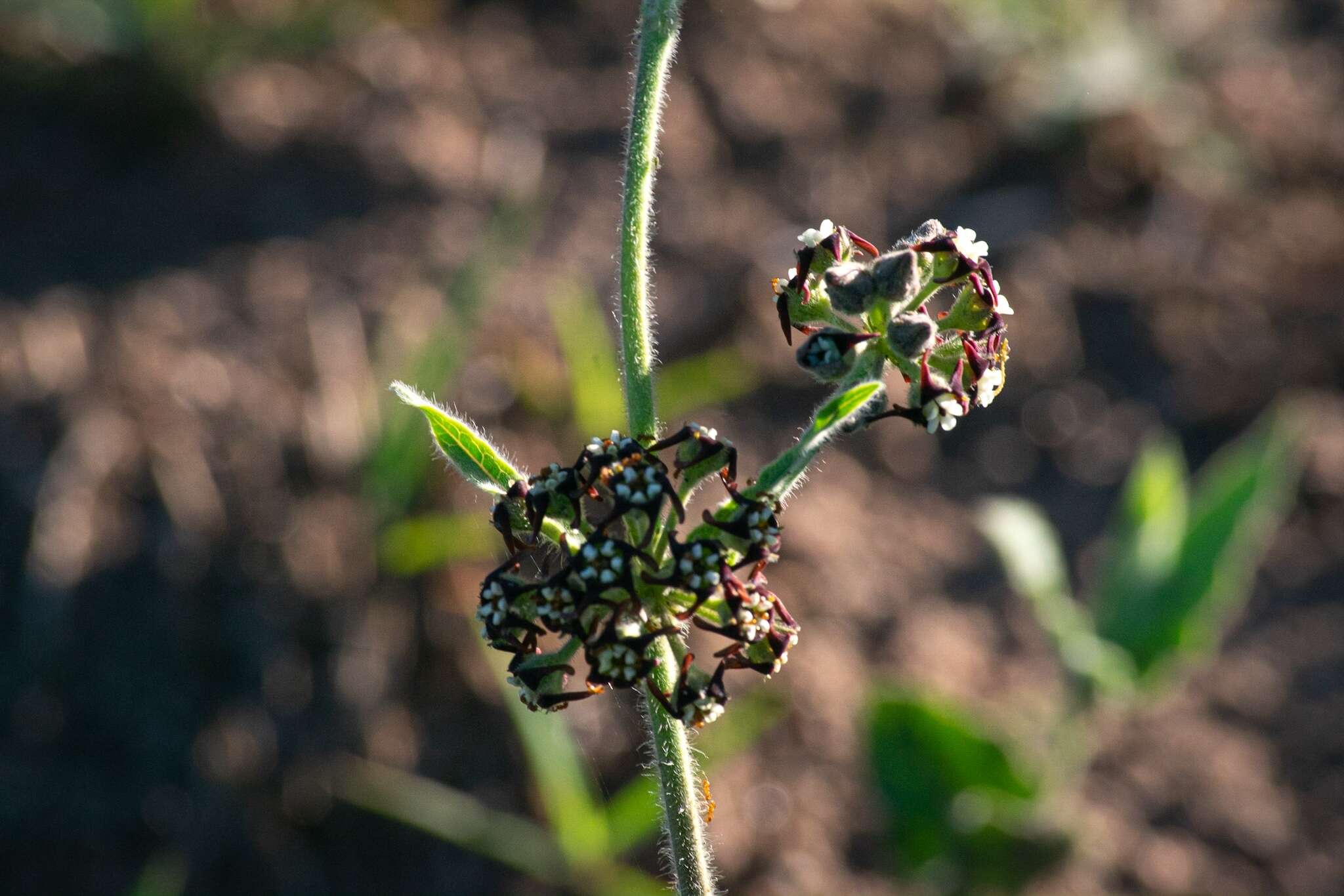 Image of Oxypetalum arnottianum Buek ex Fourn.