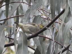 Image of Forty-spotted Pardalote