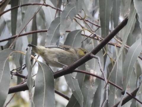 Image of Forty-spotted Pardalote