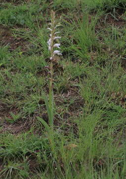 Image of Gladiolus elliotii Baker