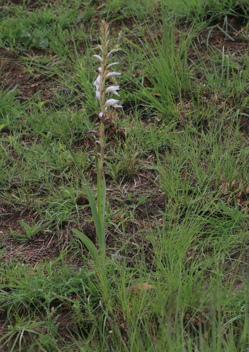 Слика од Gladiolus elliotii Baker