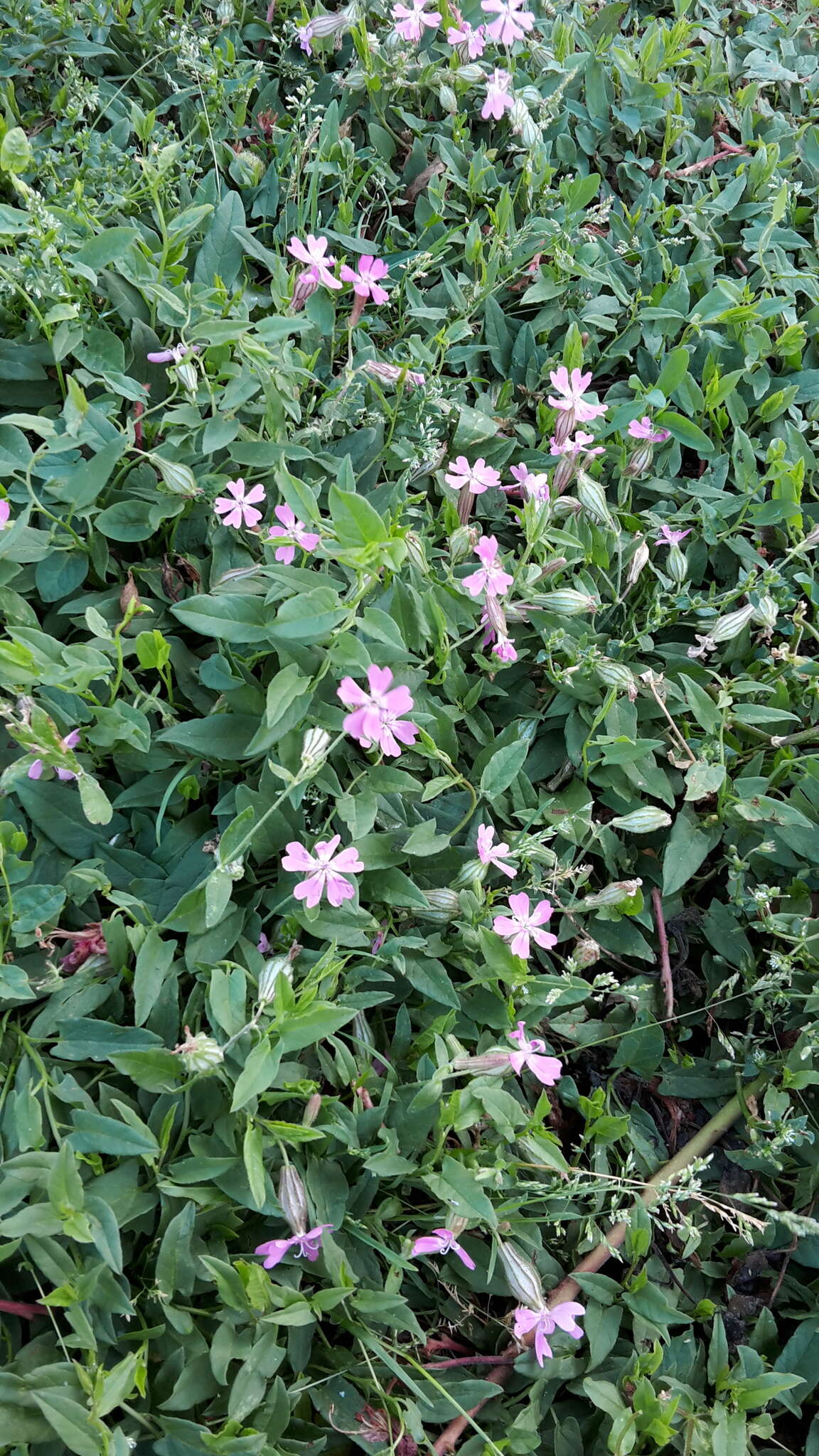 Image of nodding catchfly