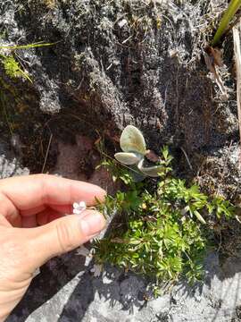 Image of Prismatocarpus nitidus L'Hér.