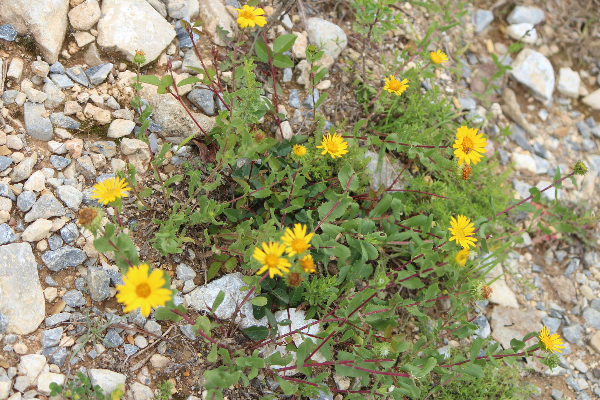 Image of Grindelia subdecurrens DC.