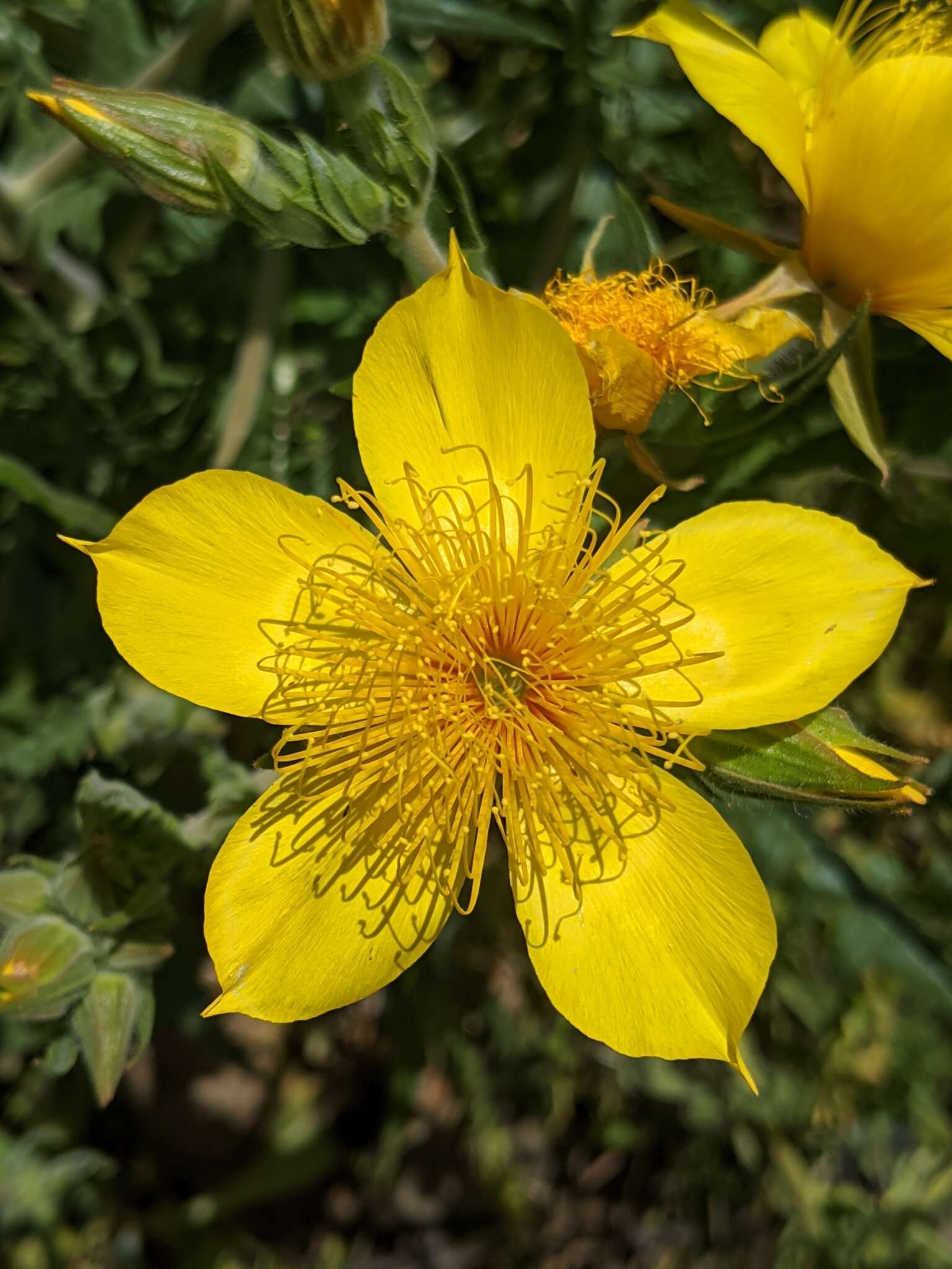 Image of Sierra blazingstar