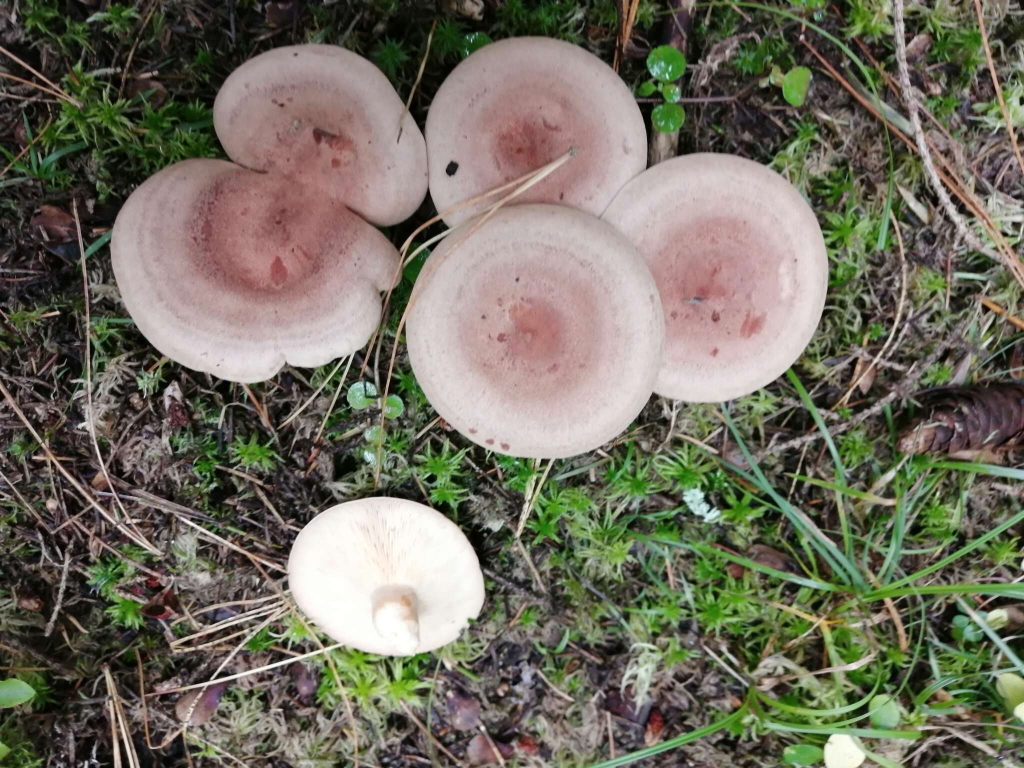 Image of Fenugreek milkcap