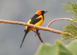 صورة Icterus auricapillus Cassin 1848