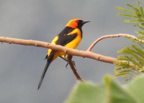 Image of Orange-crowned Oriole