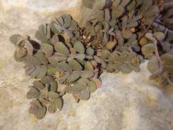 Euphorbia turpinii Boiss. resmi