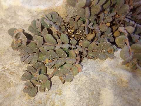 صورة Euphorbia turpinii Boiss.