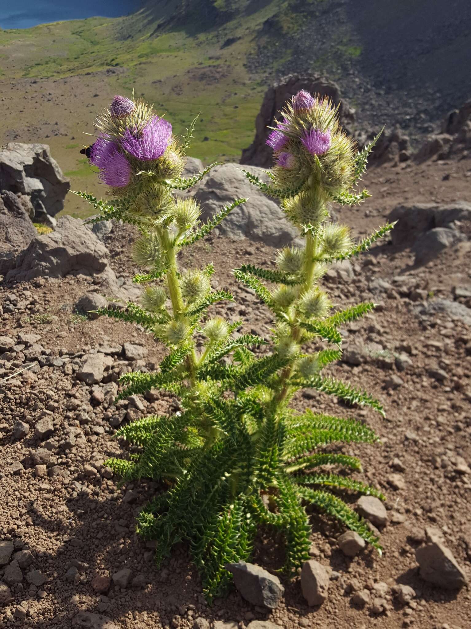 Imagem de Cirsium eatonii var. peckii (L. F. Henderson) D. J. Keil