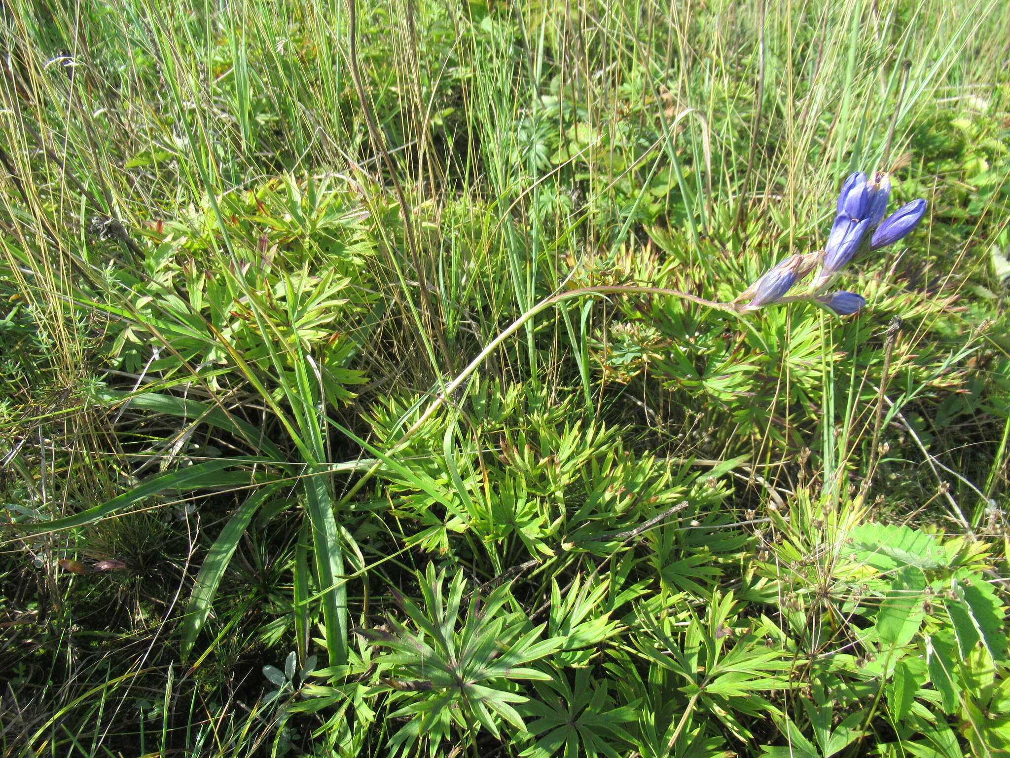 صورة Gentiana decumbens L. fil.