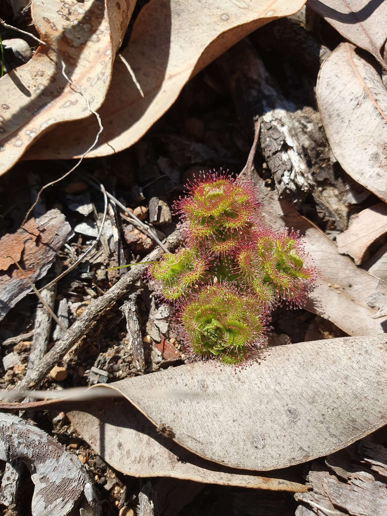 Image de Drosera stolonifera Endl.