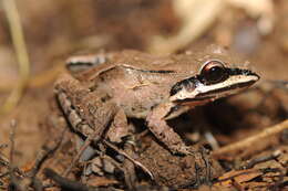 Plancia ëd Leptodactylus didymus Heyer, García-Lopez & Cardoso 1996